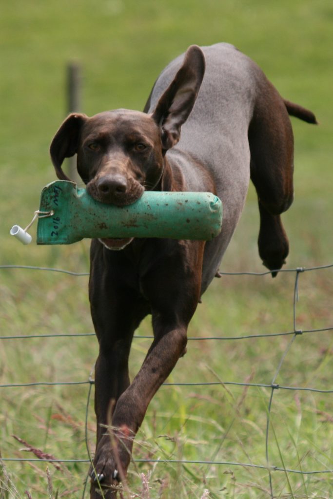HPR jumping fence with dummy in mouth