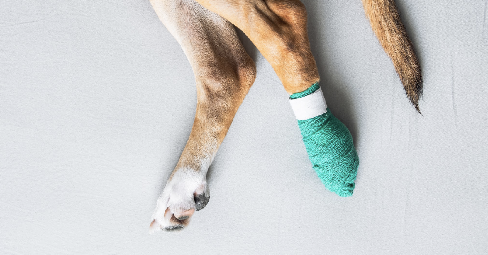 Emergency bandaging for dogs in the field