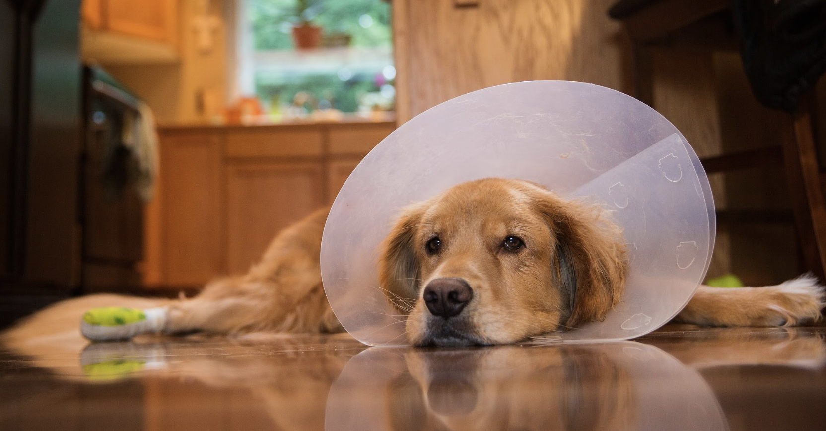 Emergency bandaging for dogs in the field