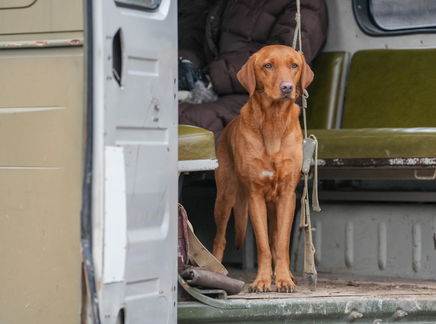 Win tickets to Crufts plus, a year&#8217;s supply of Dr John dog food &#8211; worth £350!