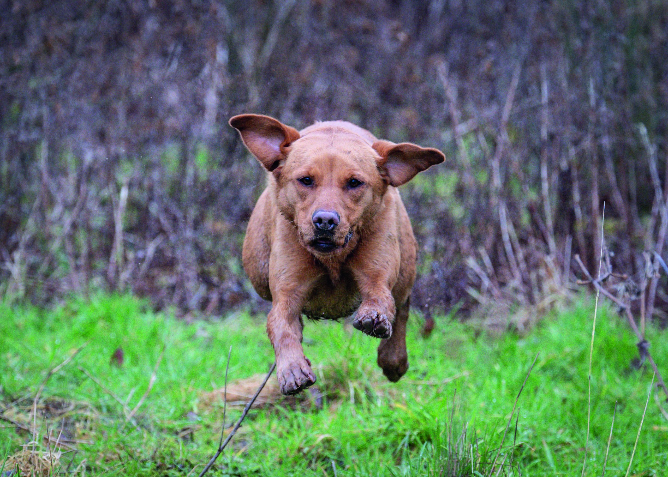 Feeding for the field