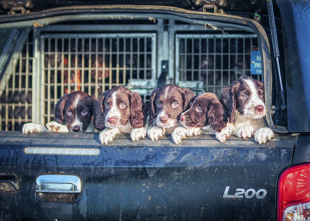 Developmental milestones in dogs