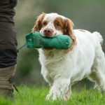 The Clumber spaniel