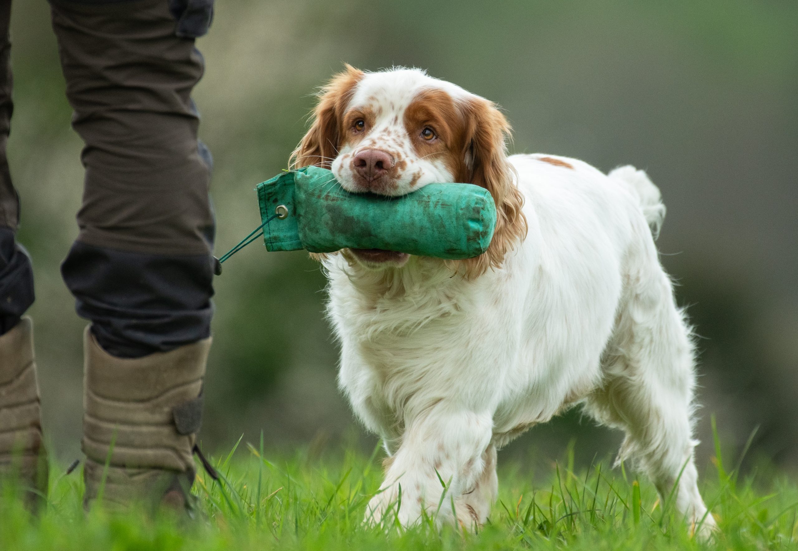 The Clumber spaniel