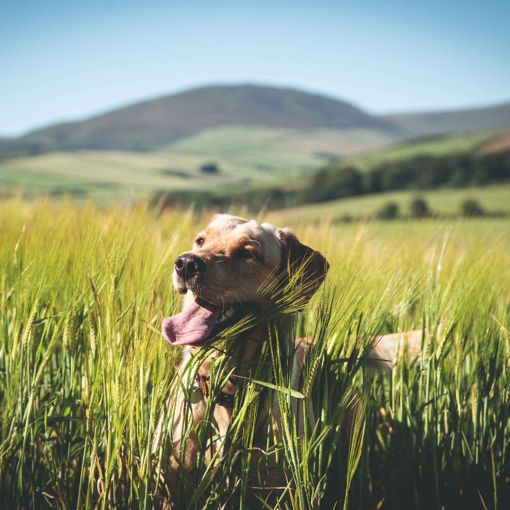 Grass seed danger