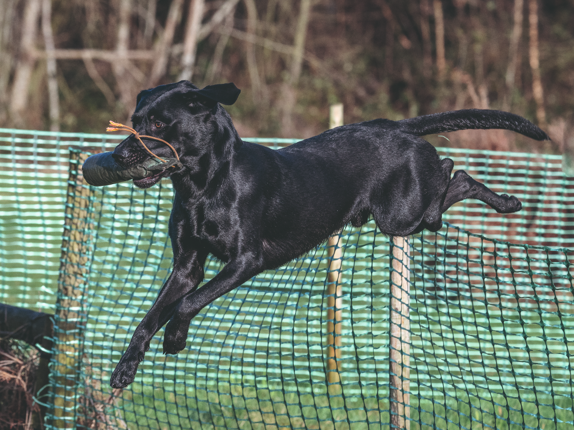 Gundog fitness