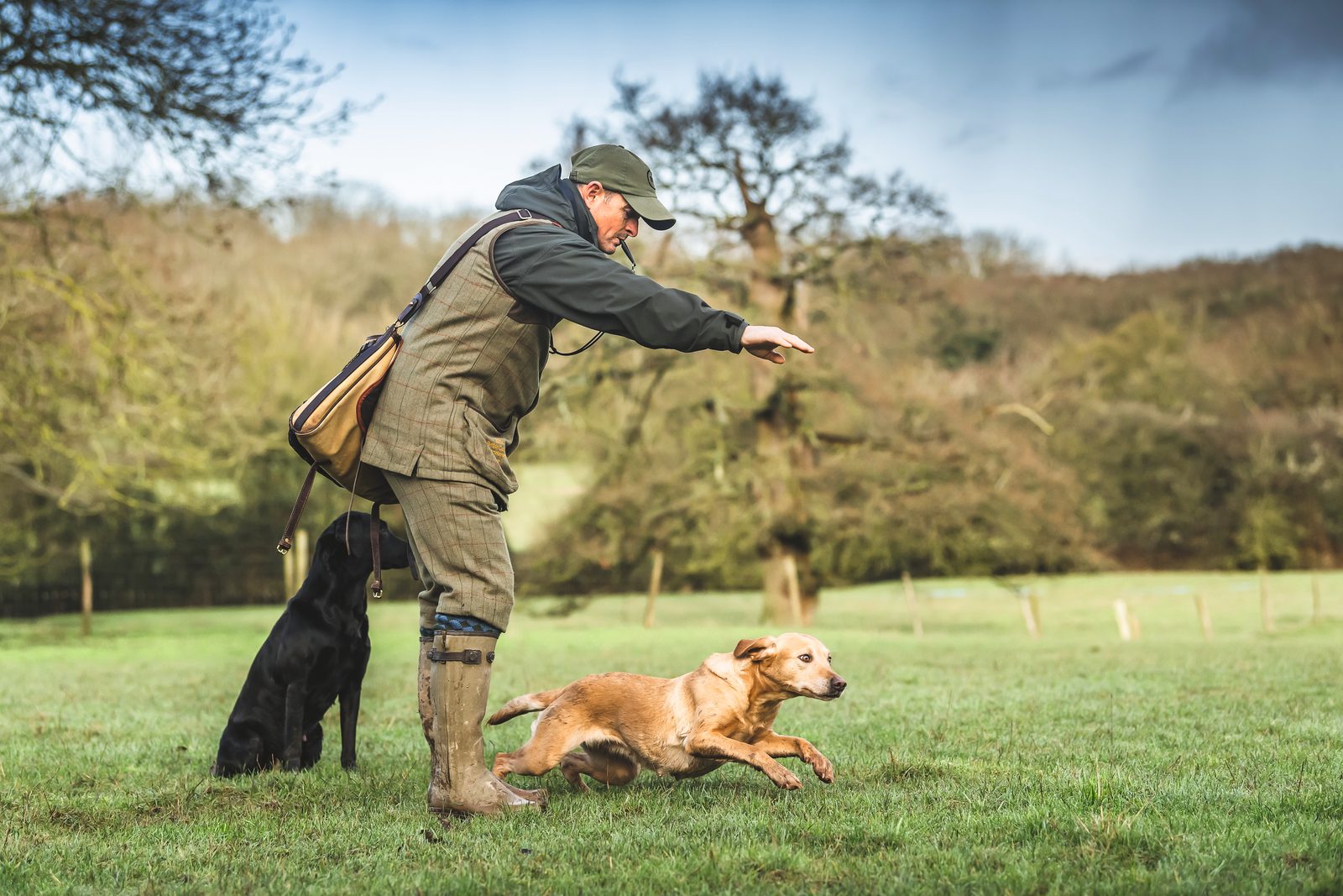 Gundog trainer casting a fox-red Labrador out while a black Labrador sits steady at heel