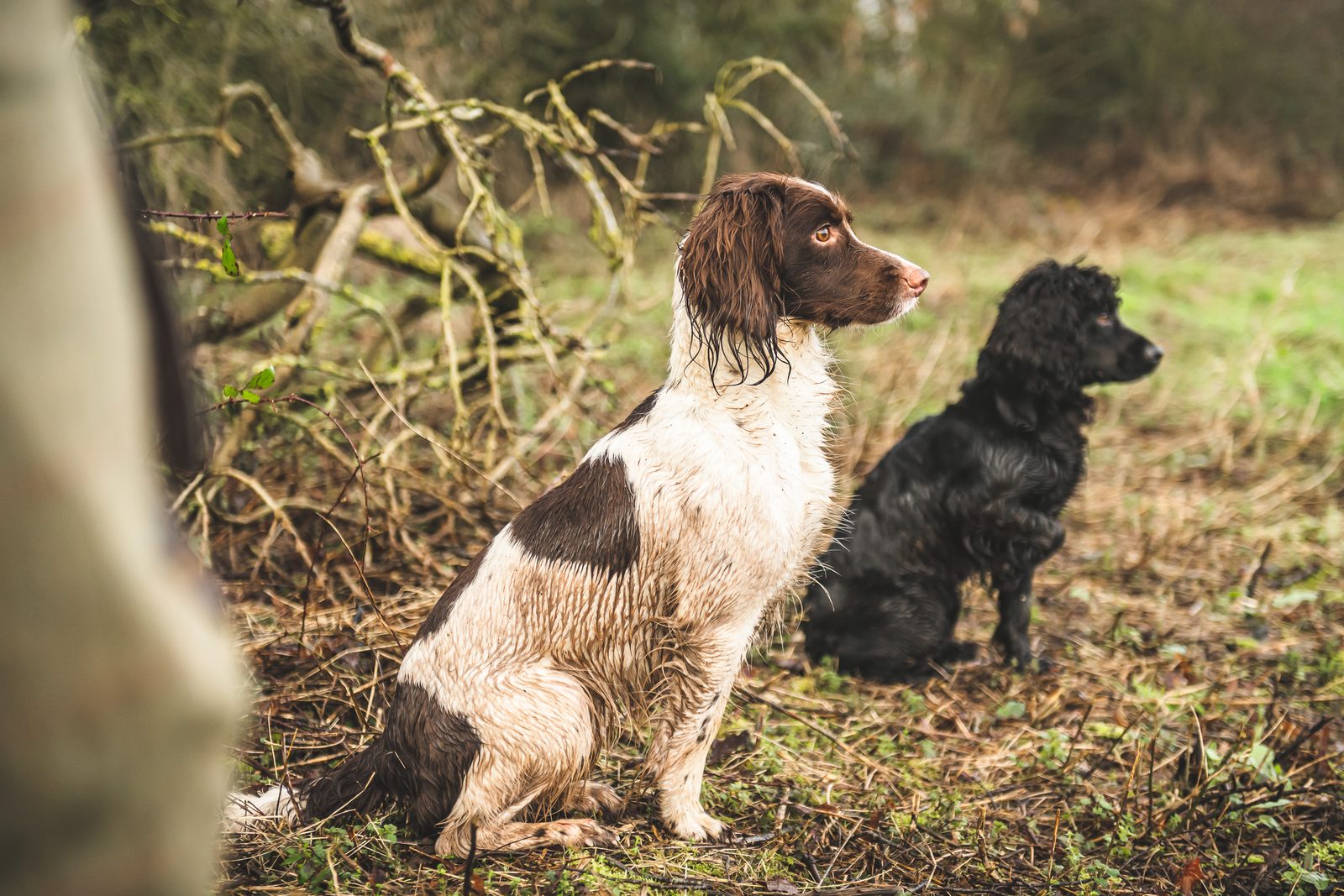 An English springer spaniel and a black cocker spaniel sitting steady together at the edge of cover