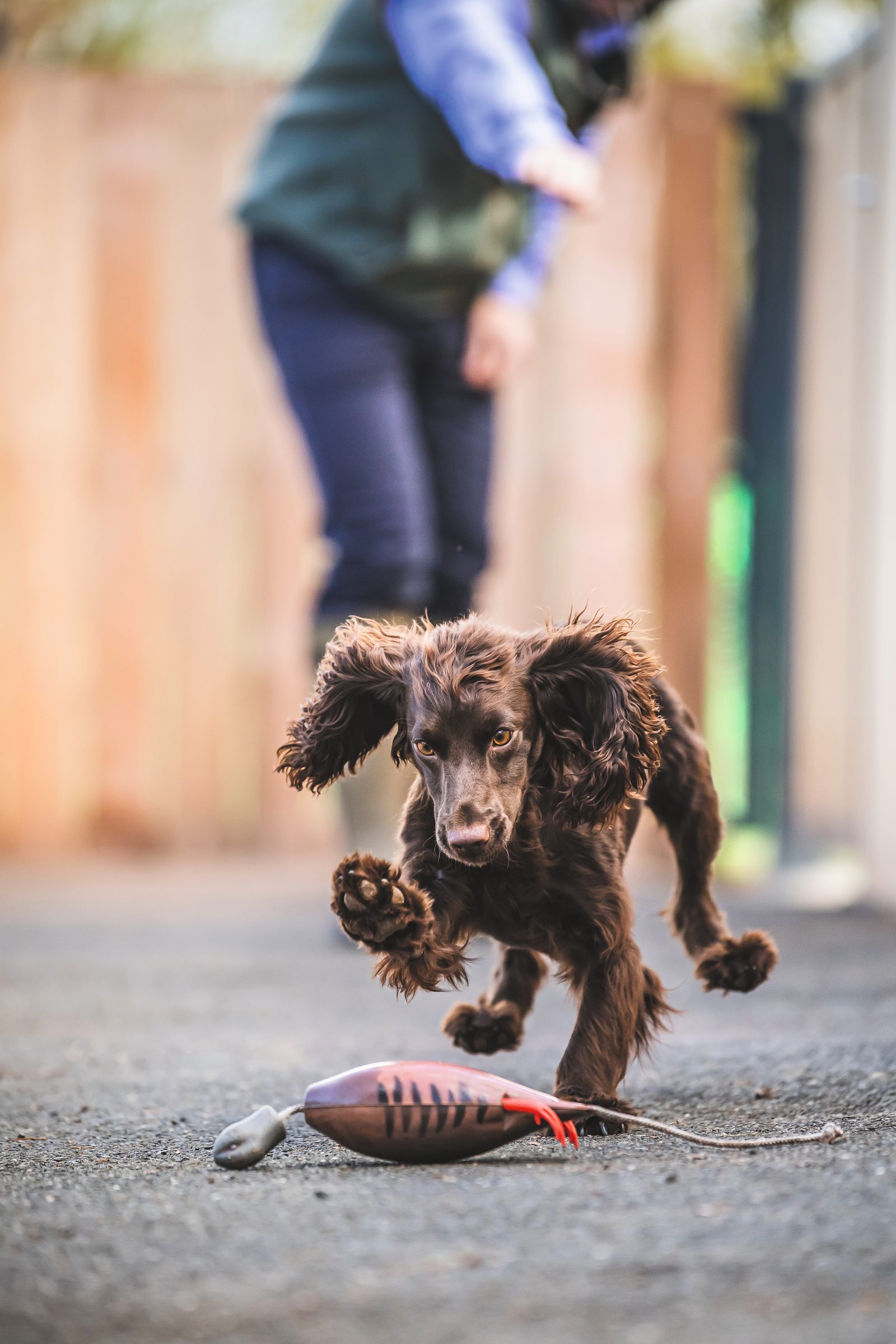 A young working cocker spaniel racing in to a canvas dummy on an early retrieve