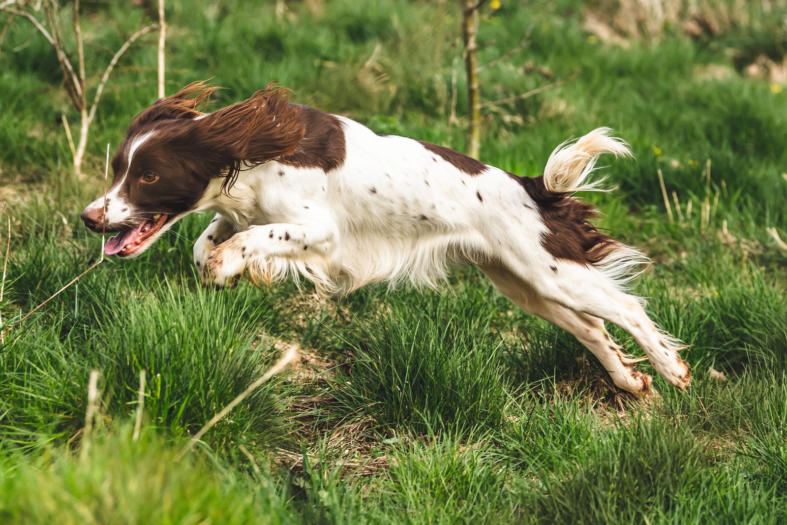 A working English springer spaniel running at full stretch through long spring grass