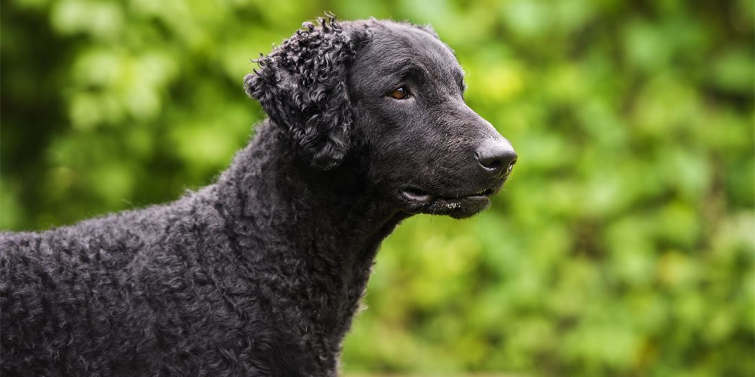 Curly Coated Retriever Dog Breed Guide | Gundog Journal