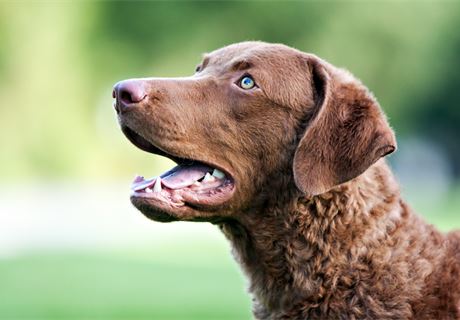 Chesapeake bay sale retriever family dog