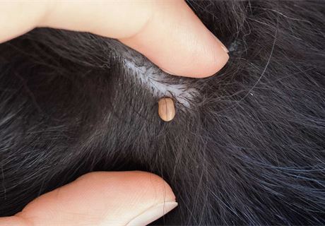 Dogs with tick bites | Advice | Gundog Journal