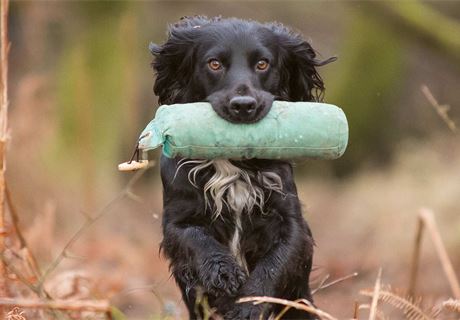 Gundog Breed Evolution | Training | Gundog Journal