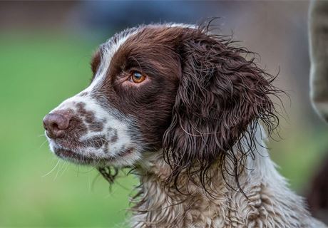 Keepers' dogs