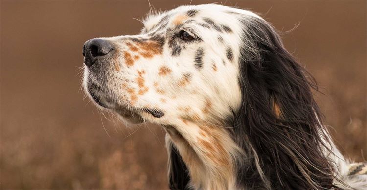 working english setters