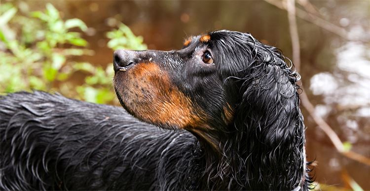 Black and sales tan gordon setter