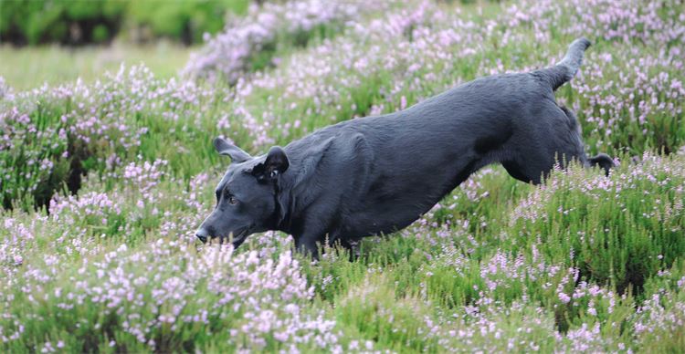 Black lab in the heather