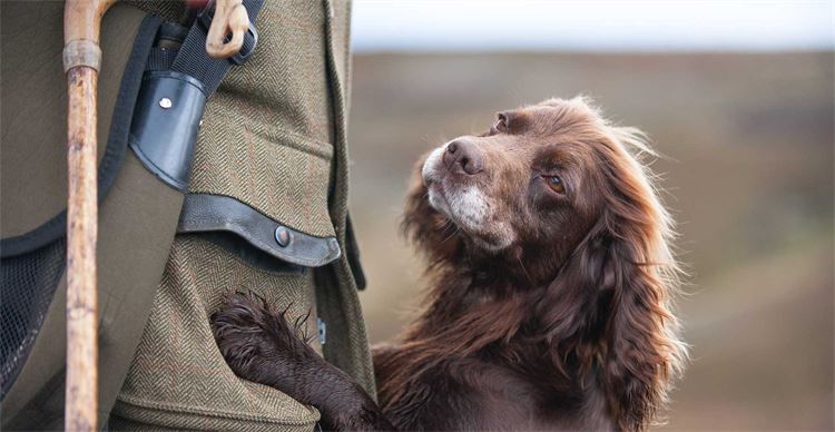 A spaniel jumping up at his owner