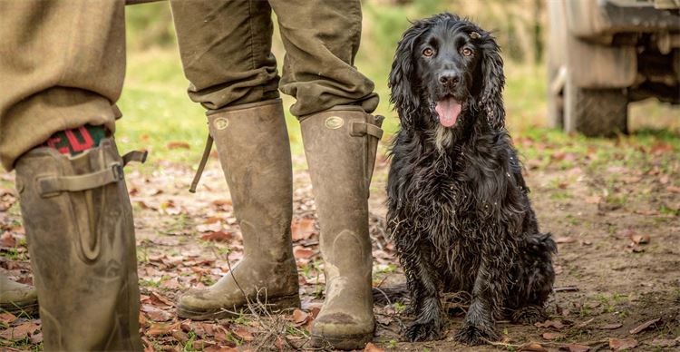Spaniel by its owners feet