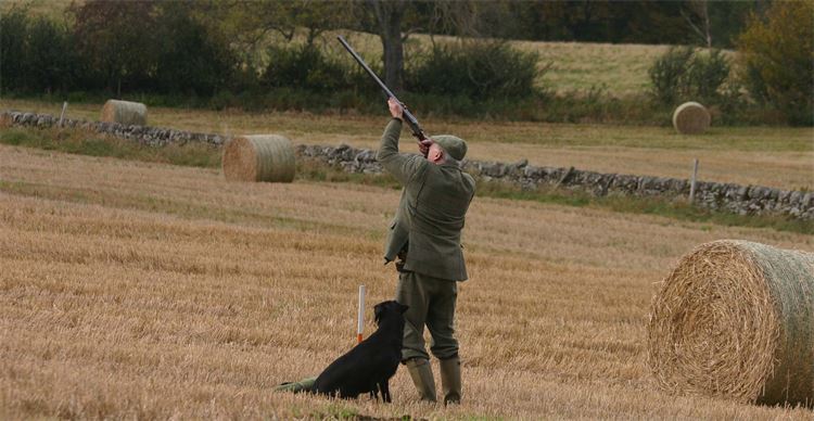 Gundog by its owners feet while he is shooting