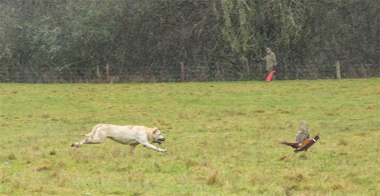 Golden labrador running