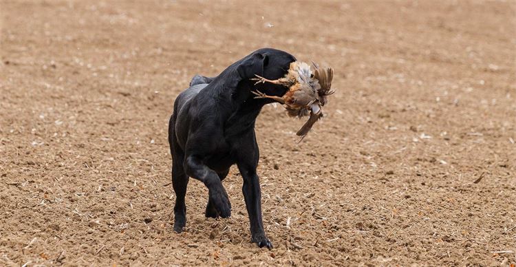 Black labrador retrieving a pheasant