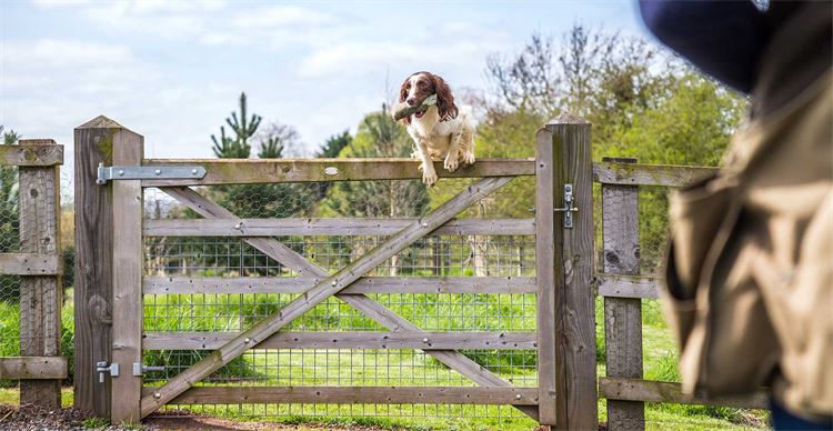 dog jumping over fence