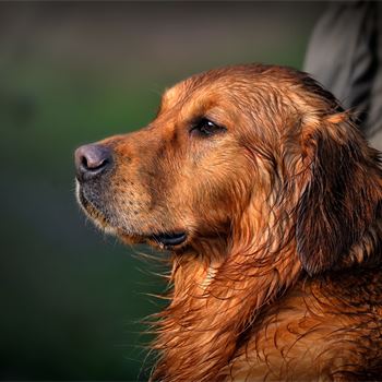 Gundog breed 2024