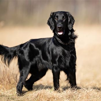 Gundog Journal | Home