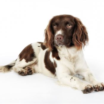 Gundog Journal | Home