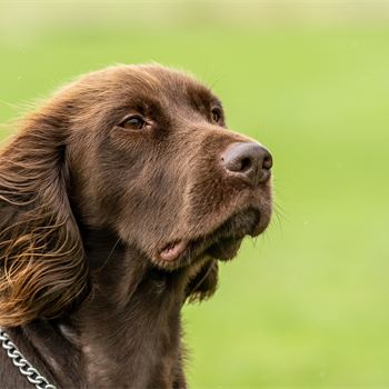 Gundog Journal | Home