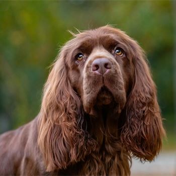 Gundog Journal | Home