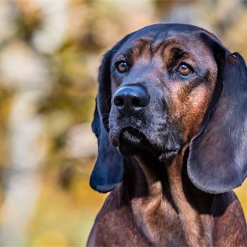 Breeds | Gundog Journal