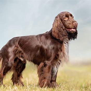 Shooting best sale dog breeds