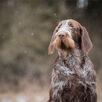 Gundog Journal | Home