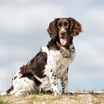 Gundog Journal | Home