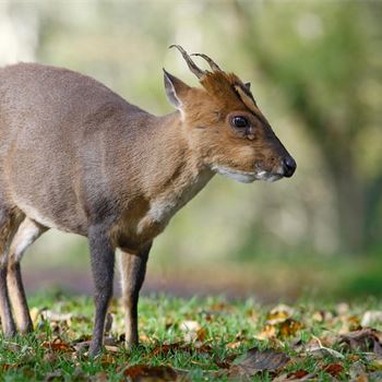 The magnetic appeal of the teckel | Gundog breeds | Gundog Journal