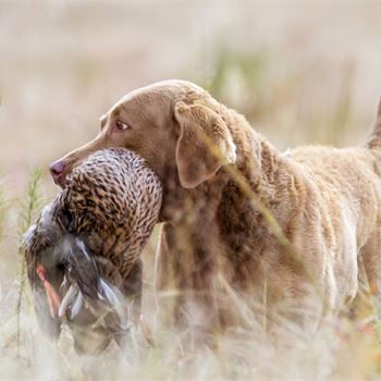 A touch of class | Gundog Breeds | Gundog Journal