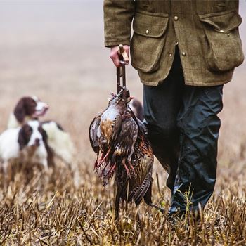 koliko je potrebno da se dresira gundog