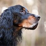 American Cocker Spaniel - zooplus Magazine UK