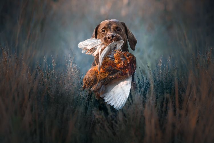 chocolate labrador retrieving pheasant