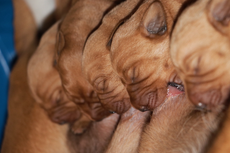 fox red labrador puppies, very young with their eyes still shut