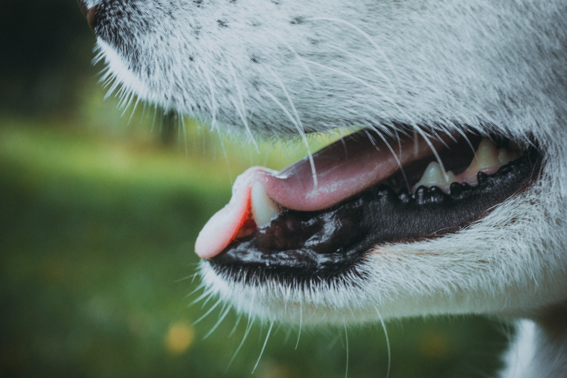 close up photo of dog with open mouth