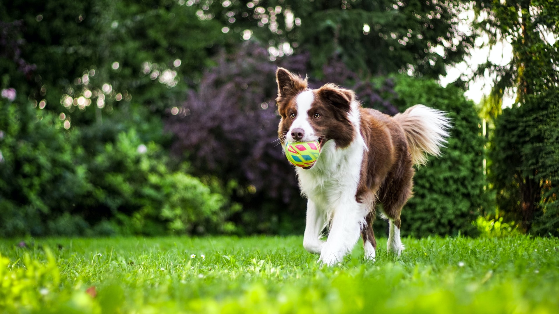 brown and white dog in green grassy field carrying toy ball in its mouth