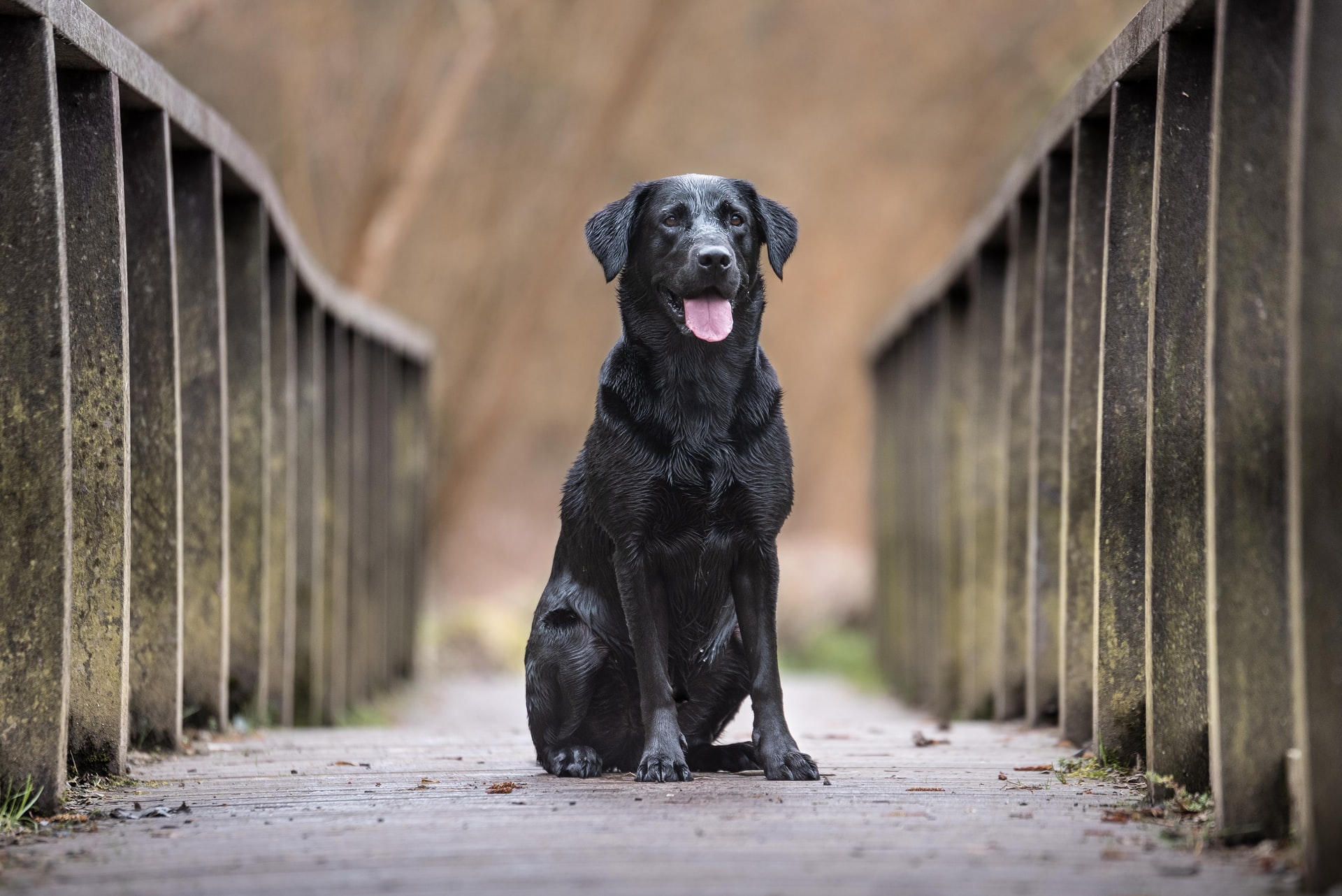 black labrador retriever sitting on bridge 