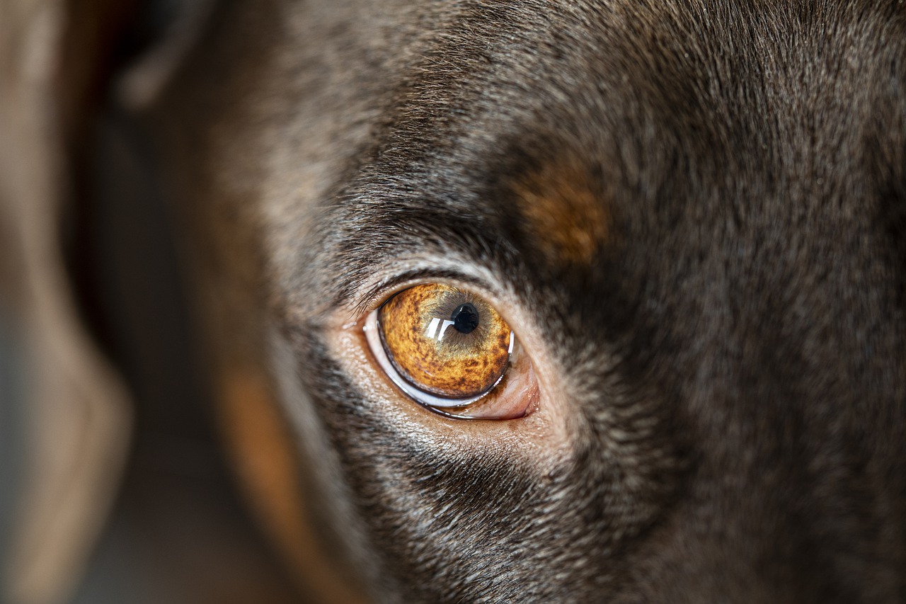short coat brown dog eyeball