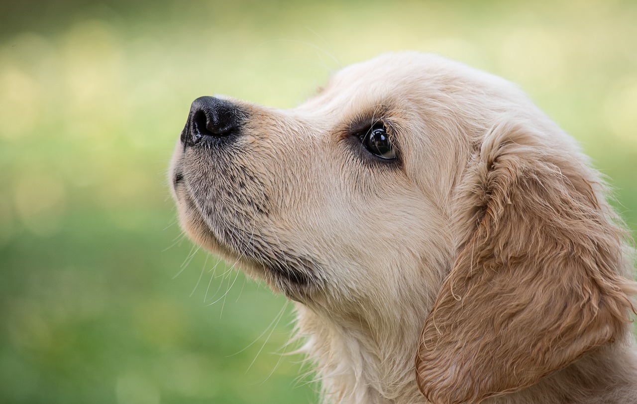 golden retriever puppy in a green grassy field
