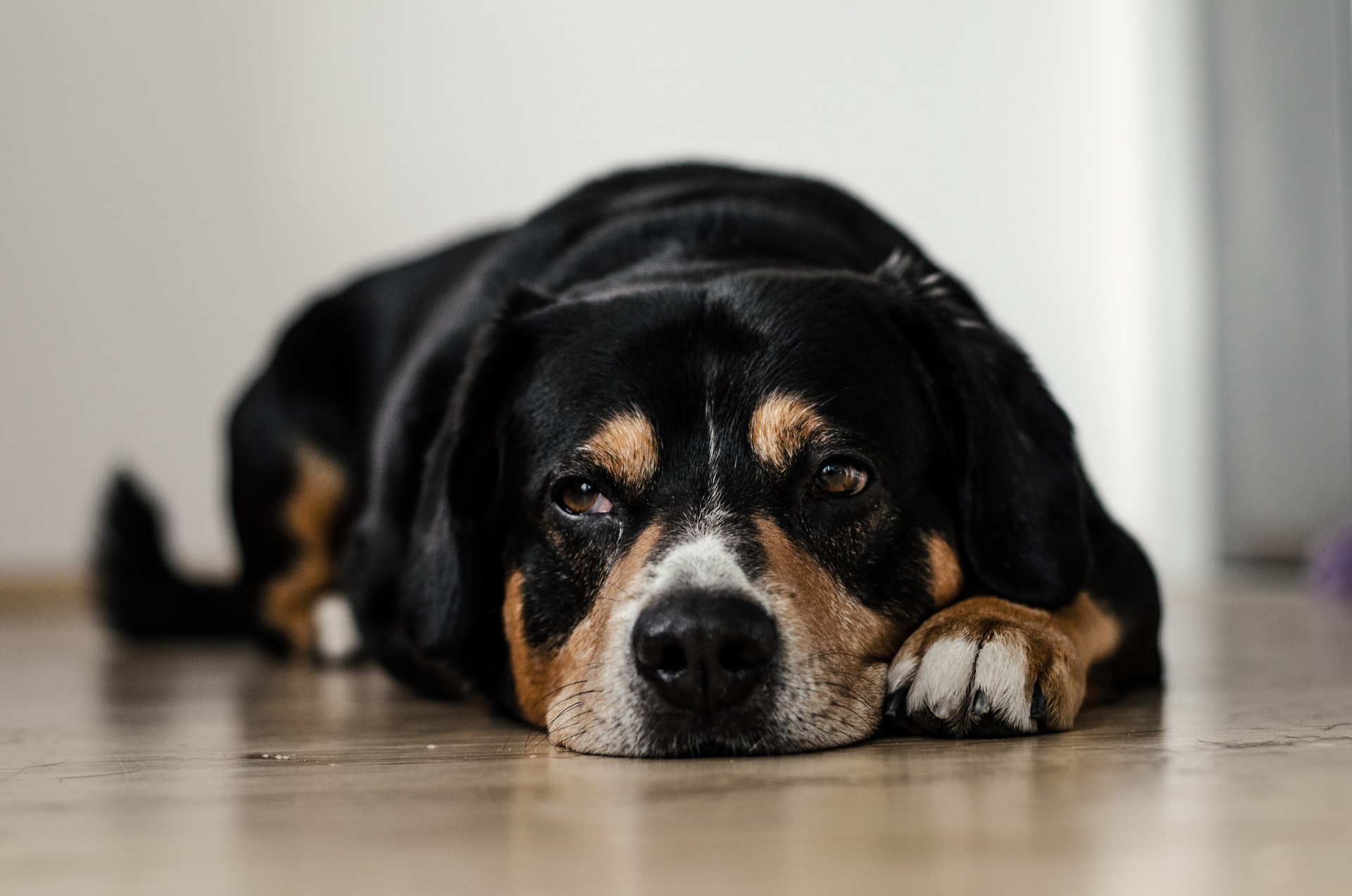short coated black and brown dog lying down on brown surface