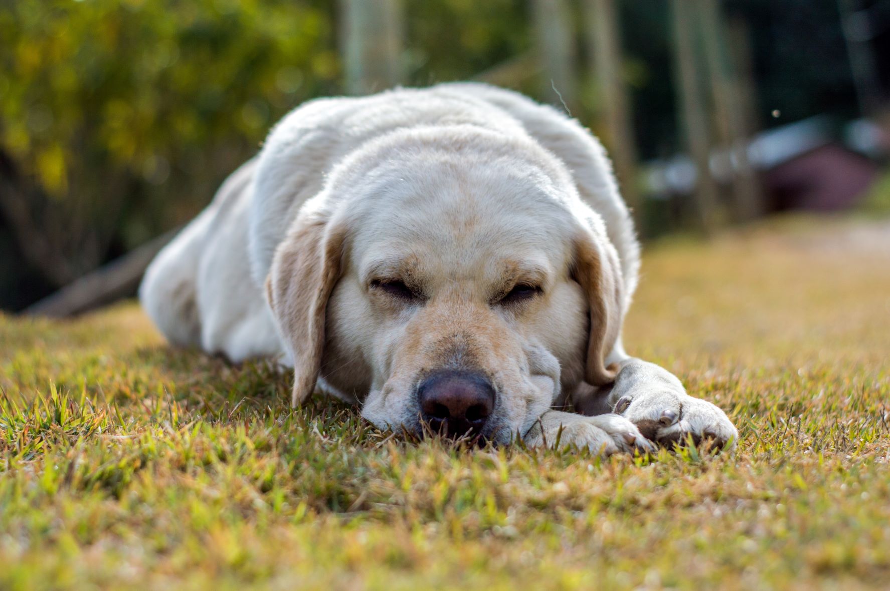 yellow labrador retriever lying on green grass during daytime